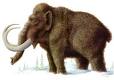 Mammut